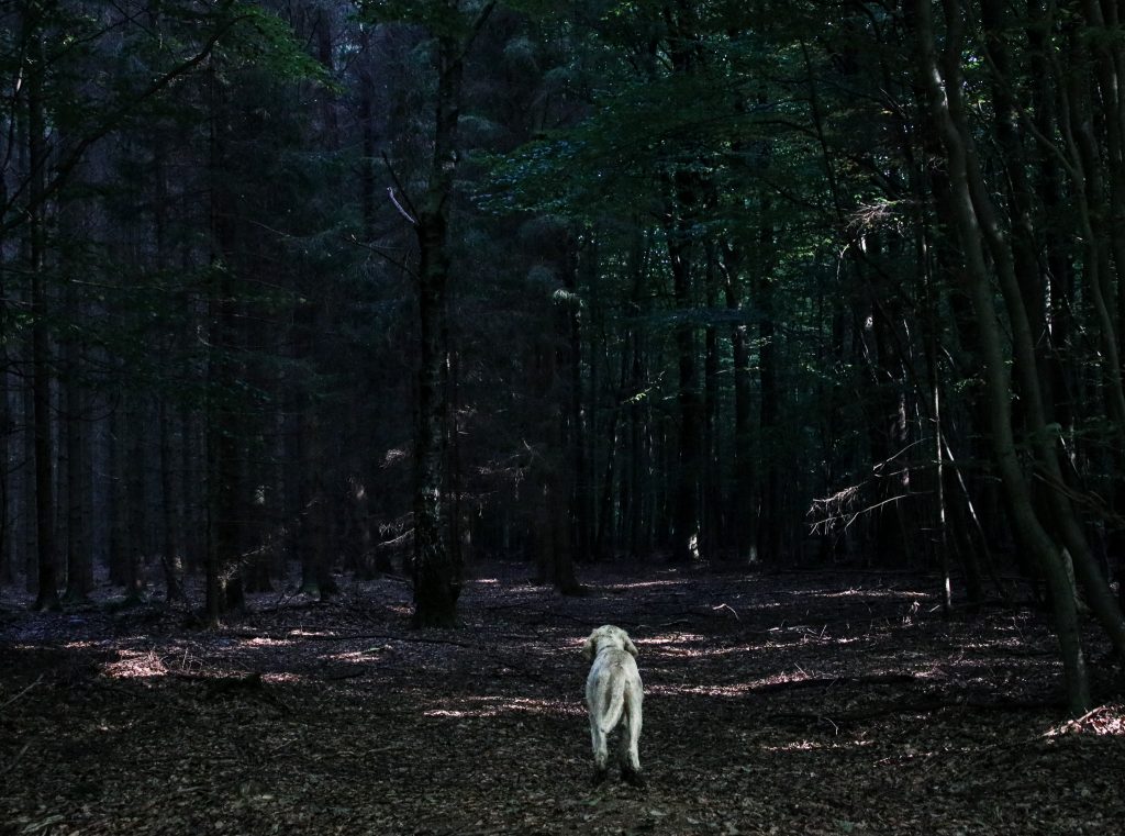 Dunkler Wald mit einfallendem Licht – Ausdruck von Angst, Orientierung und innerem Wandel